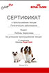 Абиссинские котята цена в Москве